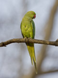 Rose Ringed Ring-Necked Parakeet Perched, Ranthambhore Np, Rajasthan, India