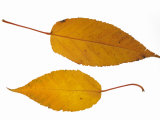 Pere David's Maple Two Leaves in Autumn Colours, Native to China
