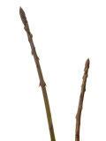 Buy Wild Asparagus Shoots Spain at AllPosters.com