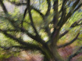 Impression of English Pedunculate Oak Scotland, UK, 2007
