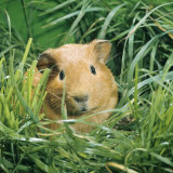 Golden Guinea Pig in Long Grass, UK