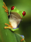 Red Eyed Tree Frog Portrait, Costa Rica