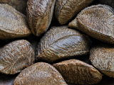 Brazil Nuts, Native to South America