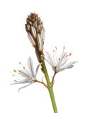 Buy Asphodel Flowers Spain at AllPosters.com