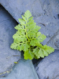 Parsley Fern Growing Amongst Slate, Scotland, UK