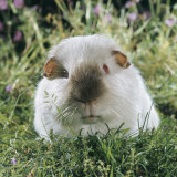 Himalayan Guinea Pig, Male