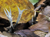 Candlesnuff Fungus Among Leaf Litter, Belgium