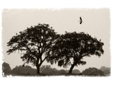 Buy White Storks Coming in to Roost in Trees at Dusk, Near Seville, Spain, February 2008 at AllPosters.com