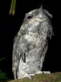 Tawny Frogmouth Captive, Rainforest Habitat Wildlife Sanctuary, Port Douglas, Queensland, Australia
