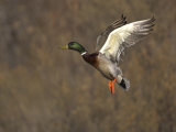 Mallard Drake Flying, Bosque Del Apache National Wildlife Refuge, New Mexico, USA