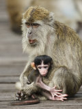 Long-Tailed Crab Eating Macaque Adult with Young, Bako National Park, Sarawak, Borneo