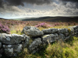 Dry Stone Wall, Near Birch Tor, Dartmoor Np, Devon. September 2008 Premium Poster