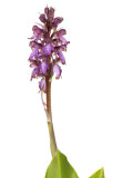 Buy Giant Orchid in Flower Spain at AllPosters.com