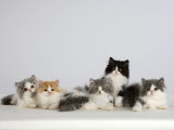 Persian Cat, Five Kittens, Silver-And-White, Black-And-White and Ginger-And-White Sitting in Line