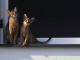 Two Somali Cats Sitting on Window Ledge, Italy Premium Poster