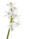 Buy Wild Narcissus in Flower, Spain at AllPosters.com
