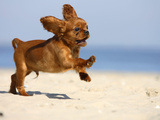 Cavalier King Charles Spaniel, Puppy, 14 Weeks, Ruby, Running on Beach, Jumping, Ears Flapping