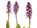 Buy Giant Orchid in Flower Spain at AllPosters.com