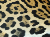 Close-Up of Jaguar Fur, Costa Rica