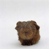Newborn Red Guinea Pig, Still Wet from Birth