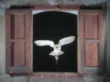 Barn Owl Flying into Building Through Window Carrying Mouse Prey, Girona, Spain