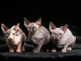Three Hairless, Sphinx Cats Premium Poster