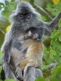 Silvered Langur Female Suckling Baby in Tree, Bako National Park, Sarawak, Borneo