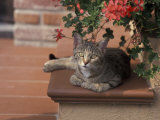 Tabby Cat Resting on Garden Terrace, Italy