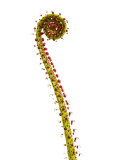 Buy Leaf Unfurling, Los Alcornocales Natural Park, Spain at AllPosters.com