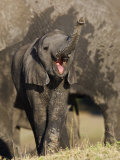 Elephant Calf Calling, Chobe National Park, Botswana May 2008