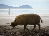 Bearded Pig Foraging on the Beach, Bako National Park, Sarawak, Borneo 2008