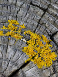 Yellow Scales Lichen Growing on Groyne, Exmoor National Park, Somerset, UK
