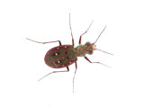 Buy Tiger Beetle Los Alcornocales Natural Park, Spain at AllPosters.com