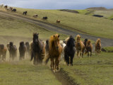 Icelandic Horses Runnng Near Landmannalaugar, Iceland