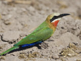 Whitefronted Bee-Eater, Chobe National Park, Botswana May 2008