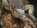 Asian Water Monitor Portrait with Tongue Exposed, Sukau, Sabah, Borneo