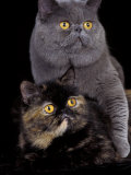 Buy Exotic Grey Cat and Tortoiseshell Cat Mating at AllPosters.com