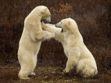 Two Polar Bears Play Fighting, Churchill, Hudson Bay, Canada