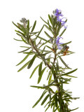Buy Rosemary in Flower, Spain at AllPosters.com