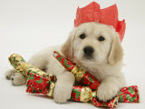 Golden Retriever Puppy with Christmas Crackers Wearing Paper Hat