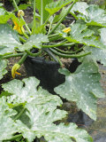 Courgettes Growing in Containers in a Summer Garden, Variety 