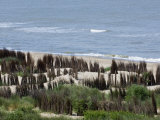 Beach and Dunes with Man-Made Osier Hedges Planted to Stabilise the Sand, North Sea, Belgium 2008