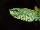 Temple Wagler's Pit Viper Bako National Park, Sarawak, Borneo