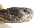 Buy Greek Spur Thighed Tortoise Head Portrait, Spain at AllPosters.com