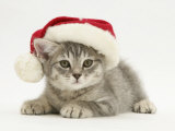 Grey Spice Kitten Wearing a Father Christmas Hat