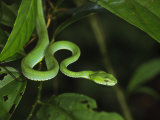Pope's Pit Viper Danum Valley, Sabah, Borneo