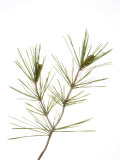 Buy Young Cones on Twig of Aleppo Pine Tree Spain at AllPosters.com