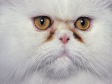 White Persian Cat, Close Up of Face