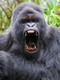 Male Silverback Mountain Gorilla Yawning, Volcanoes National Park, Rwanda, Africa