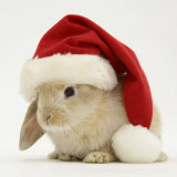 Rabbit Wearing a Father Christmas Hat